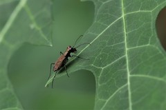 Cylindera