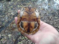 Kinosternon herrerai