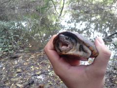 Kinosternon herrerai