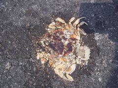 Gecarcinus lateralis