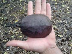 Kinosternon herrerai