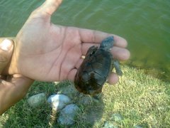 Kinosternon herrerai