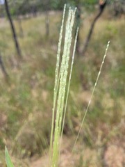 Digitaria ammophila