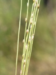 Digitaria ammophila