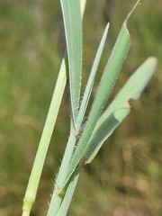 Digitaria ammophila