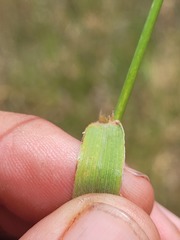 Digitaria ammophila