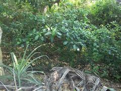 Tabernaemontana alba