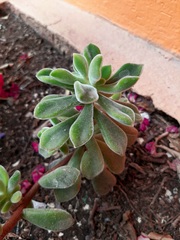 Echeveria