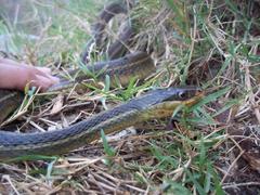 Thamnophis proximus rutiloris