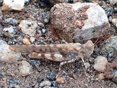 Sphingonotus erythropterus