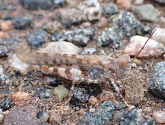 Sphingonotus erythropterus