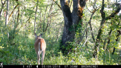 Odocoileus virginianus leucurus
