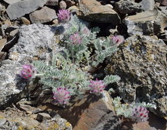 Astragalus setosulus