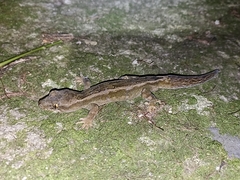 Dactylocnemis pacificus