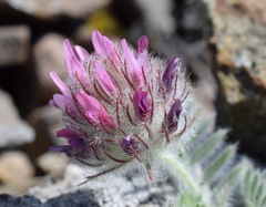 Astragalus setosulus