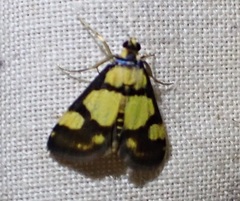Deuterarcha xanthomela