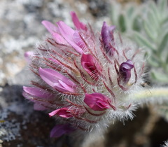 Astragalus setosulus