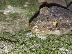 Dactylocnemis pacificus