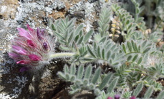 Astragalus setosulus