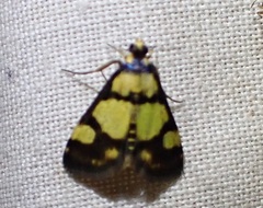 Deuterarcha xanthomela