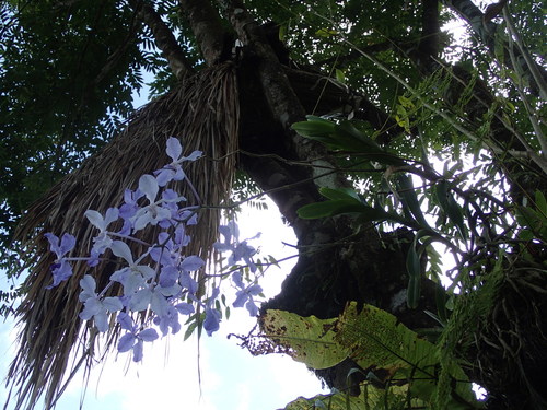 Blue Orchid (Vanda coerulea)