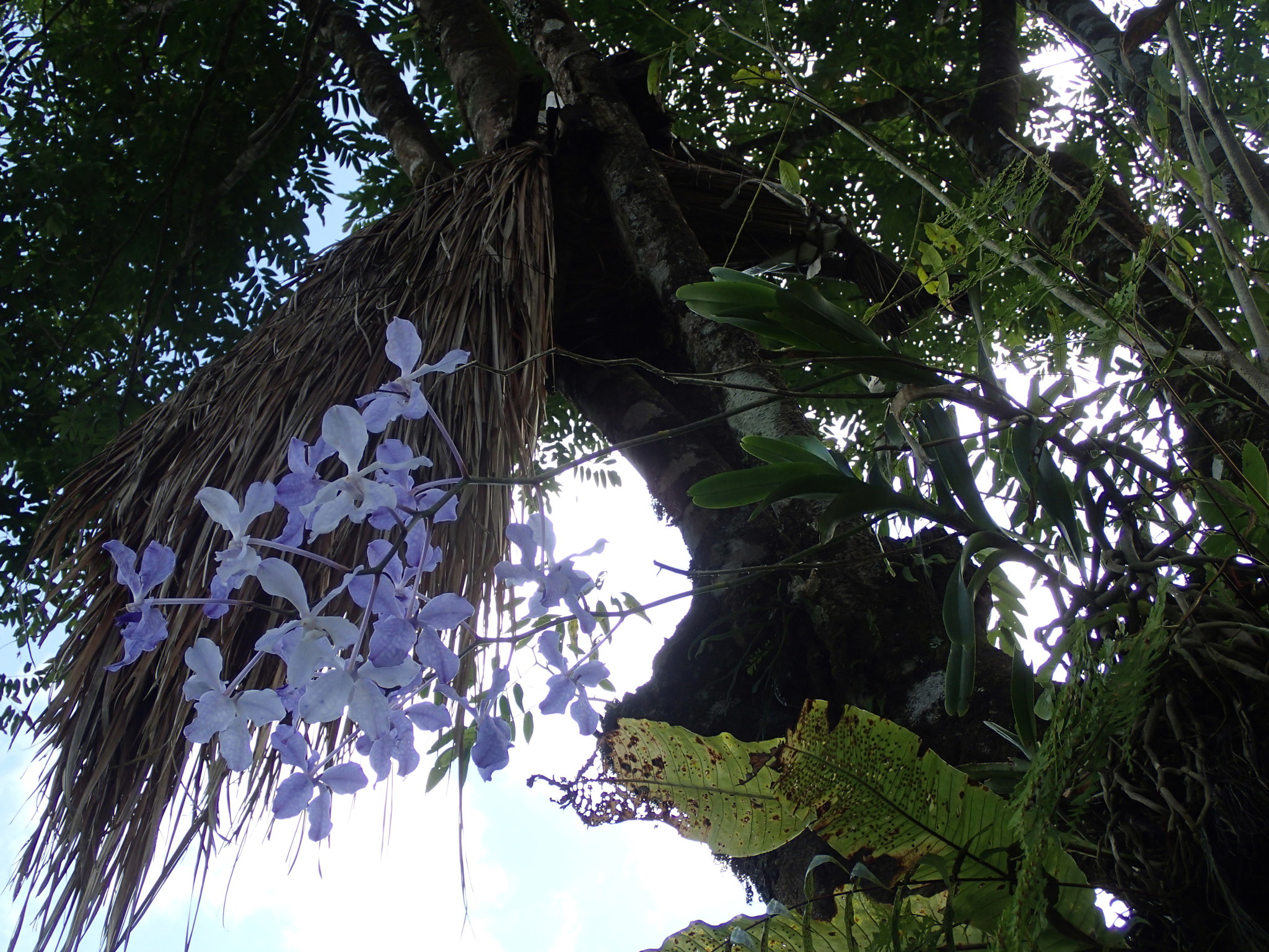 Blue Orchid (Vanda coerulea)
