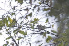 Phylloscopus humei