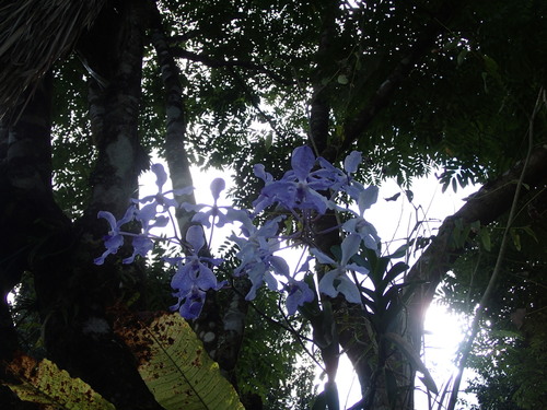 Vanda coerulea, photograph 1