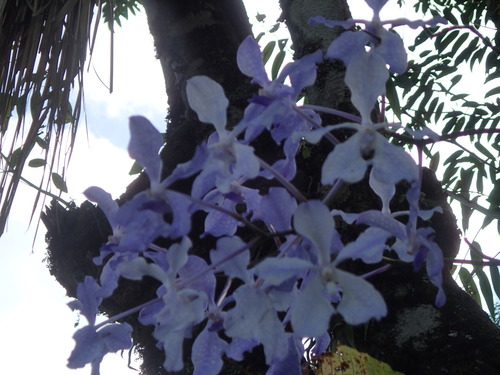 Vanda coerulea, photograph 2