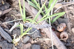 Nacoleia rhoeoalis