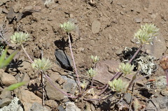 Alyssum umbellatum