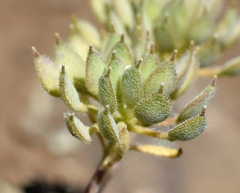 Alyssum umbellatum