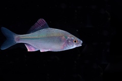 Acheilognathus rhombeus