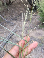 Digitaria breviglumis