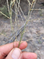 Digitaria breviglumis
