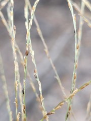Digitaria breviglumis
