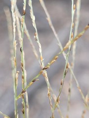 Digitaria breviglumis