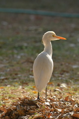 Bubulcus ibis