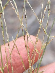 Digitaria breviglumis