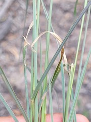 Digitaria breviglumis