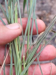 Digitaria breviglumis