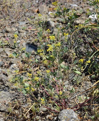 Melilotus neapolitanus