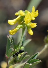 Melilotus neapolitanus