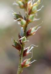 Melilotus neapolitanus