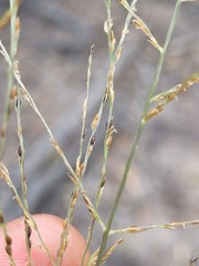 Digitaria breviglumis