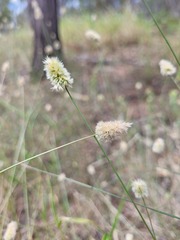 Enneapogon lindleyanus