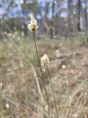 Enneapogon lindleyanus