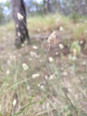 Enneapogon lindleyanus