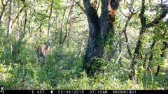 Odocoileus virginianus leucurus