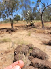 Eragrostis leptostachya